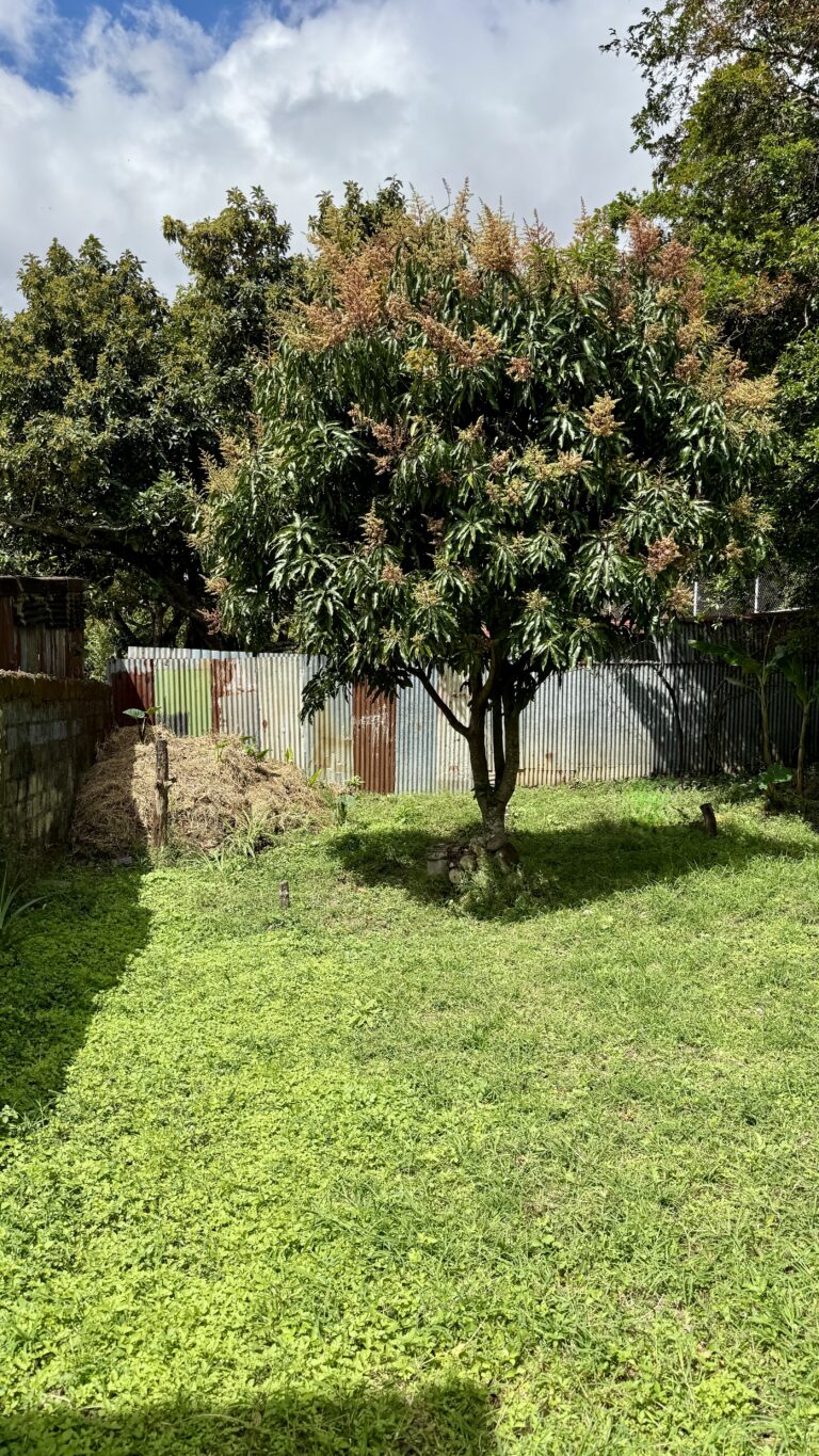 Grundstück mit Baumbestand in Curridabat San José Costa Rica