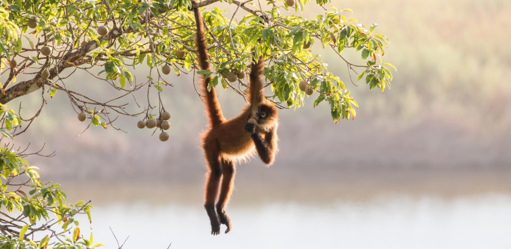 Affe in Costa Rica